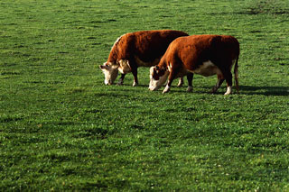 Cattle Grazing