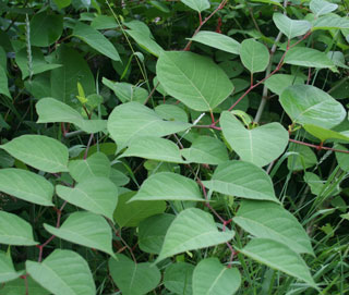Japanese Knotweed