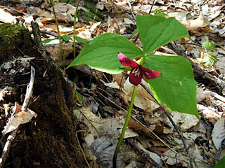 Trillium